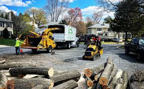 Professional Tree Services in Castleton On Hudson, NY